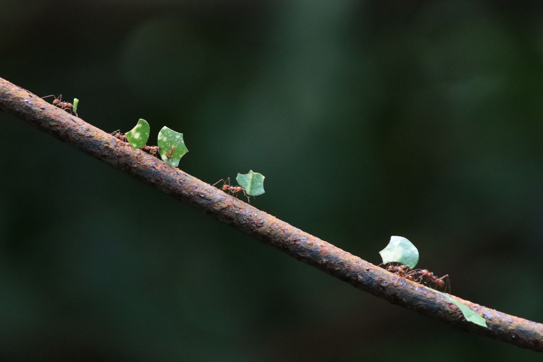 A line of ants carrying leaf pieces along a branch