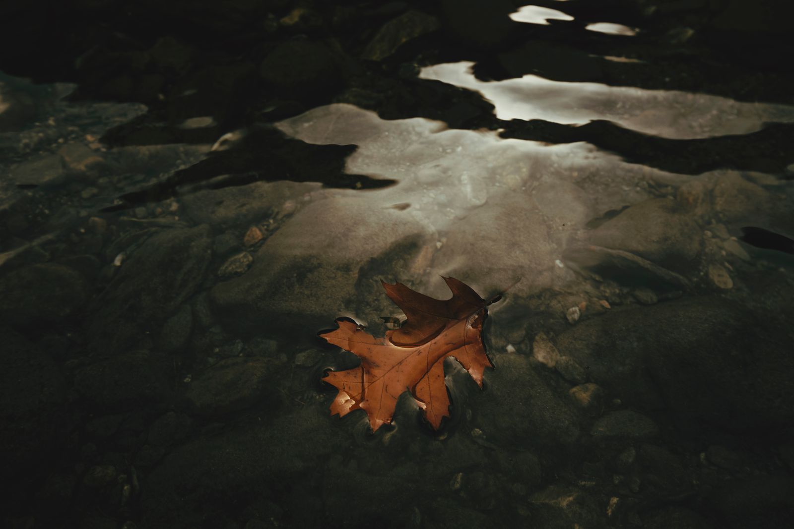 A single brown leaf floating on a clear stream with a rocky bed.